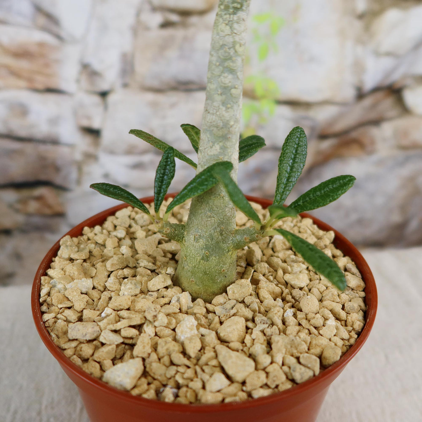 Beautiful Dorstenia Gigas | Socotra Fig Tree | Buy Yours at Planet