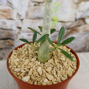塊根植物・コーデックス Dorstenia Gigas Beautiful Dorstenia Gigas | Socotra Fig Tree | Buy Yours at Planet
