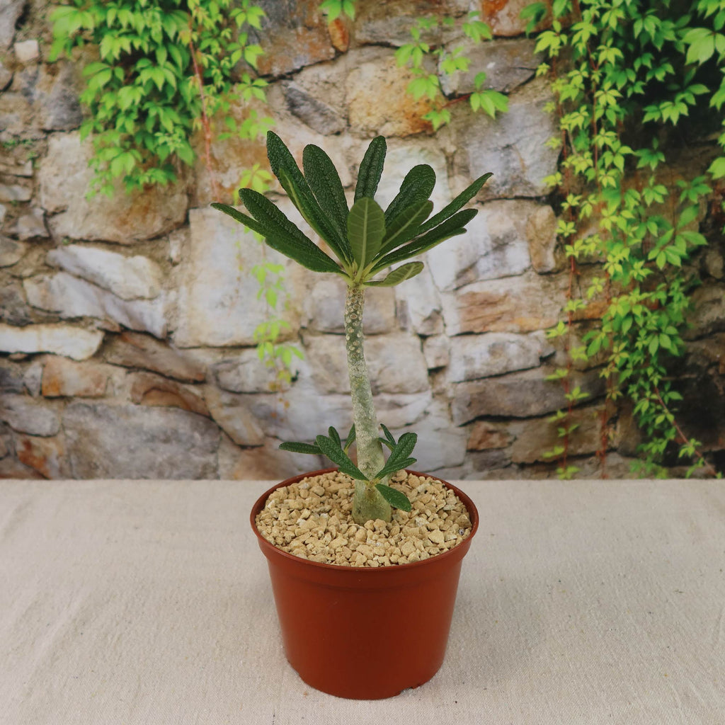 patrol_placeholder_a6ead9acc5af34cb22c78a05ed144ef7