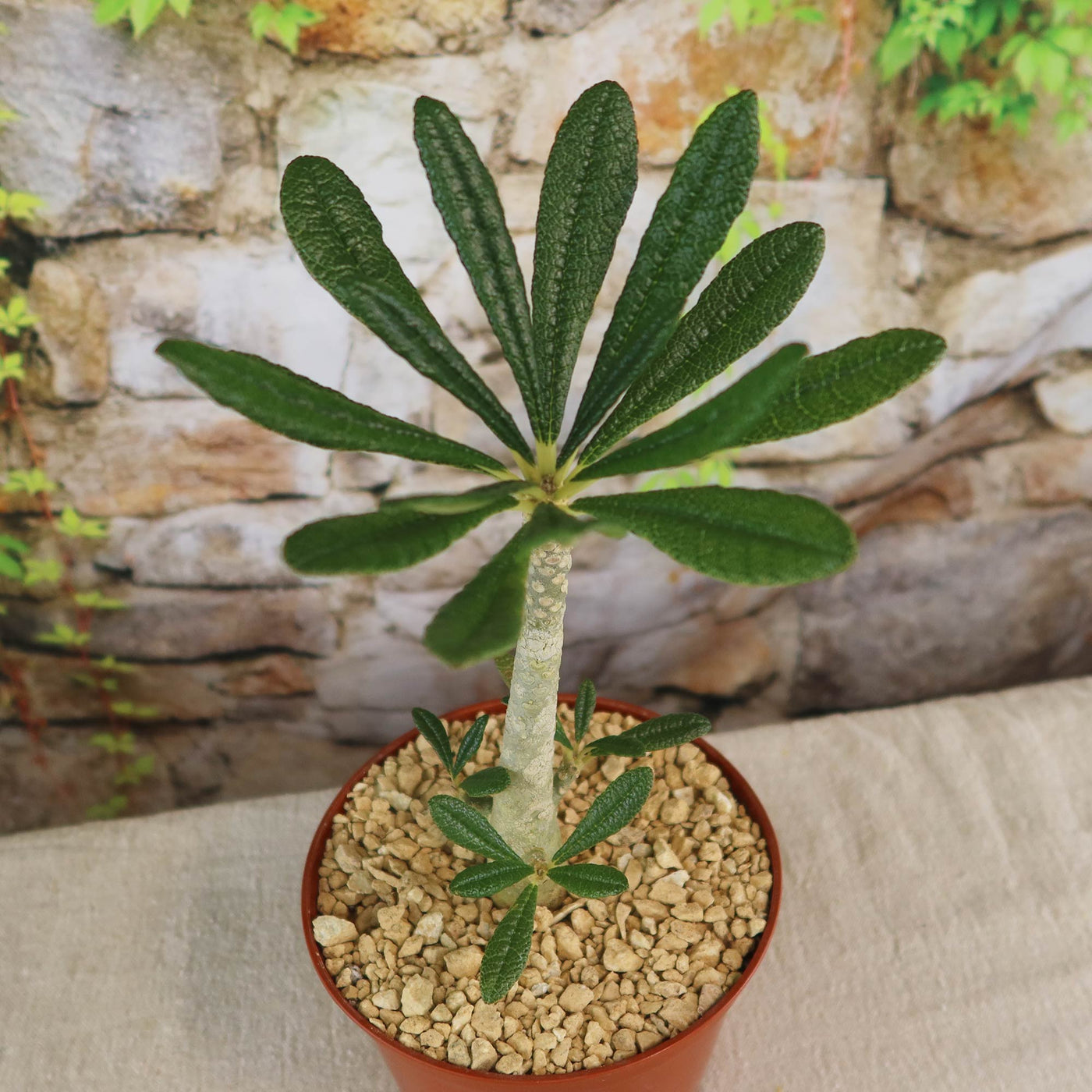 Beautiful Dorstenia Gigas | Socotra Fig Tree