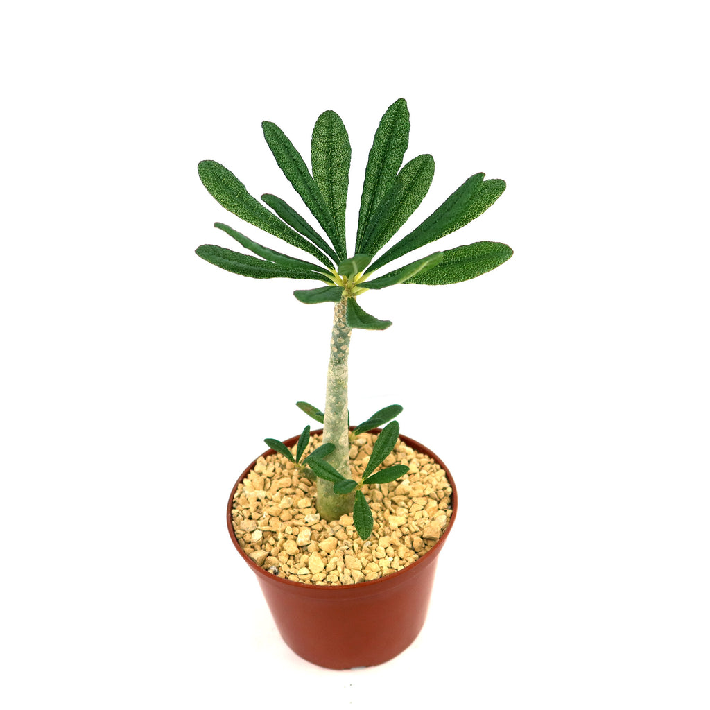 patrol_placeholder_a6ead9acc5af34cb22c78a05ed144ef7