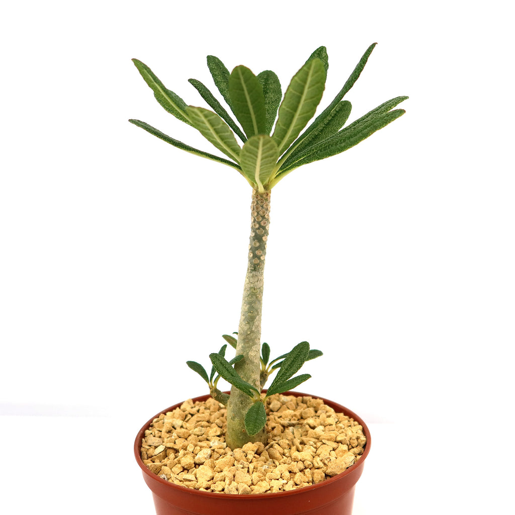 patrol_placeholder_a6ead9acc5af34cb22c78a05ed144ef7