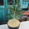 Dorstenia gigas