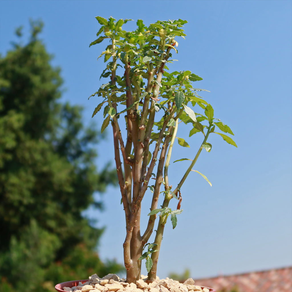 Dorstenia zanzibarica
