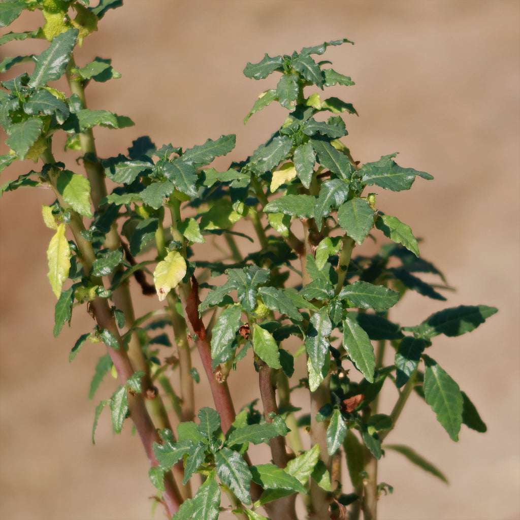 Dorstenia zanzibarica