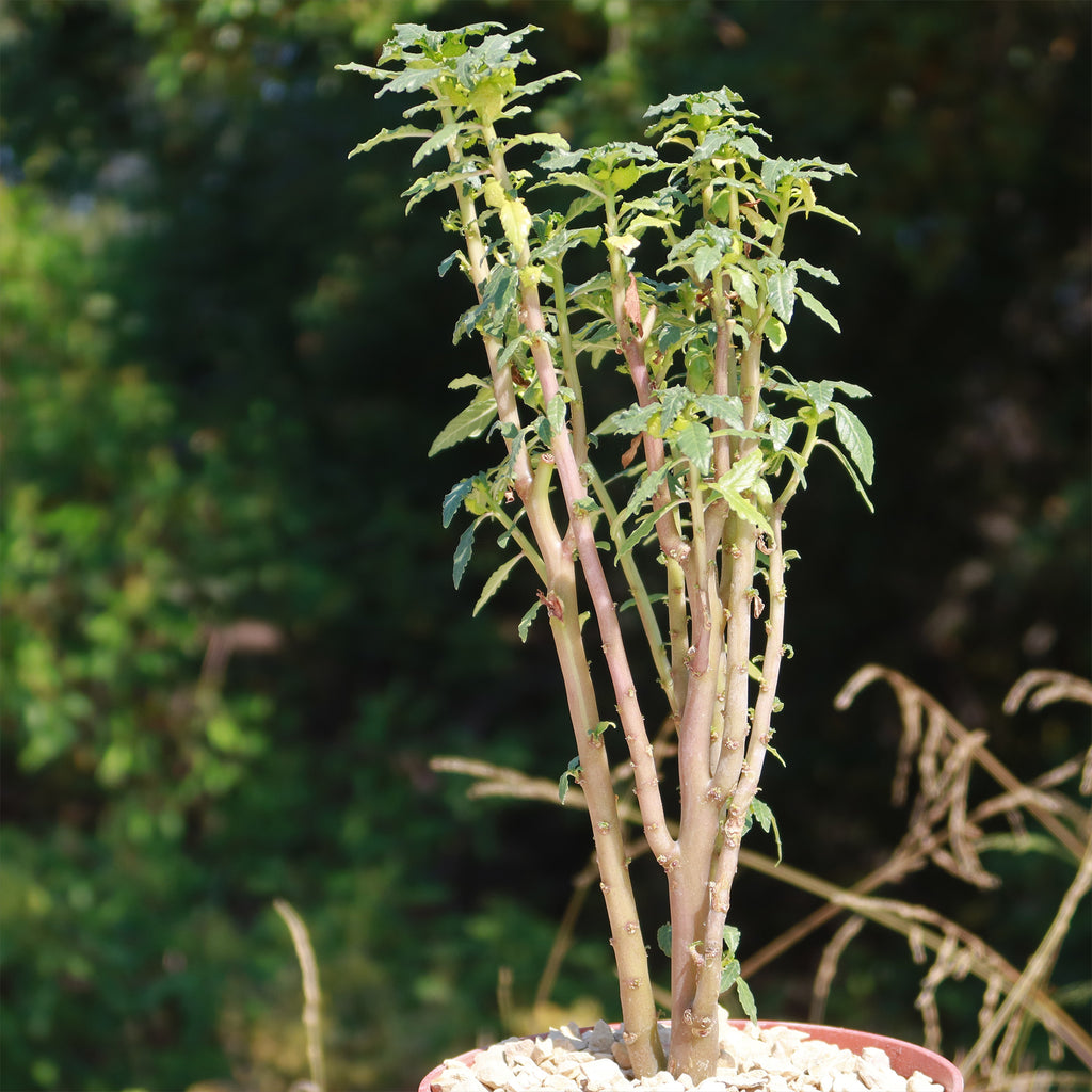 Dorstenia zanzibarica