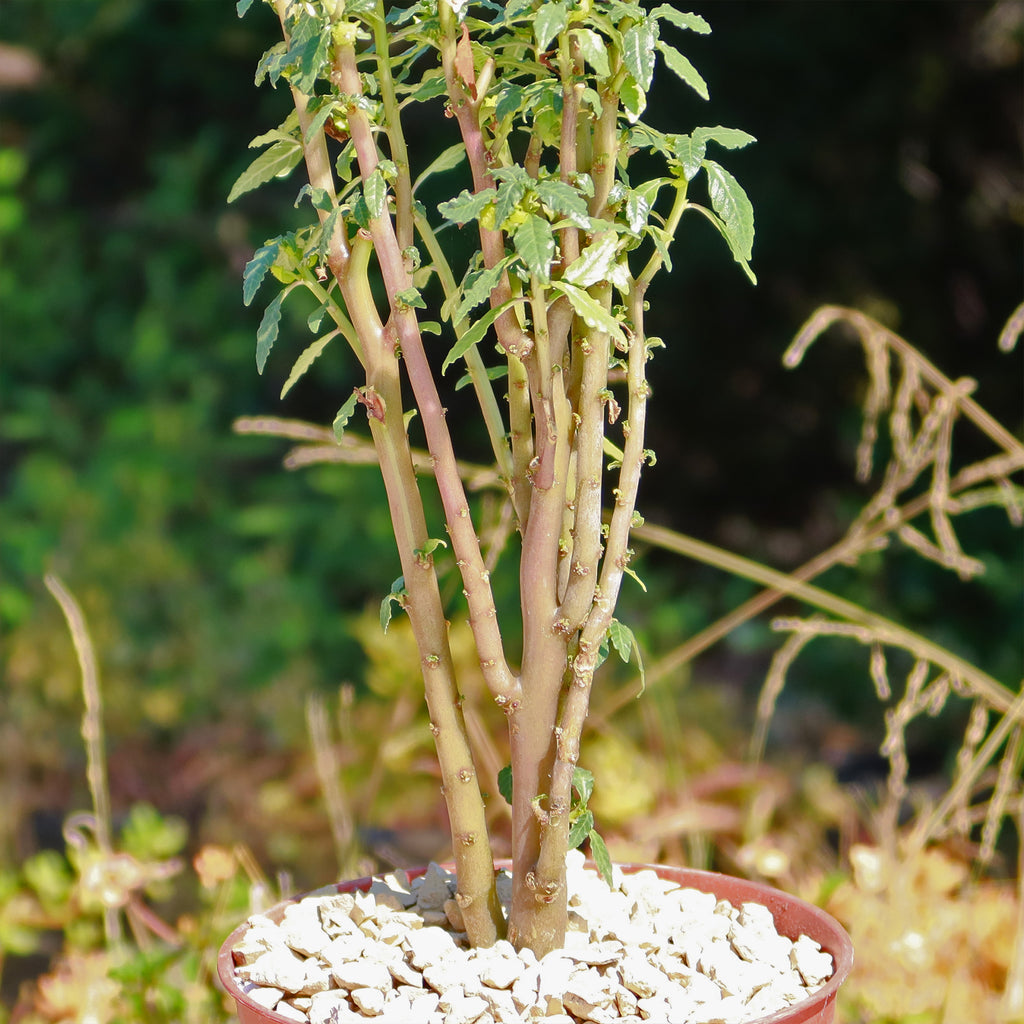 Dorstenia zanzibarica