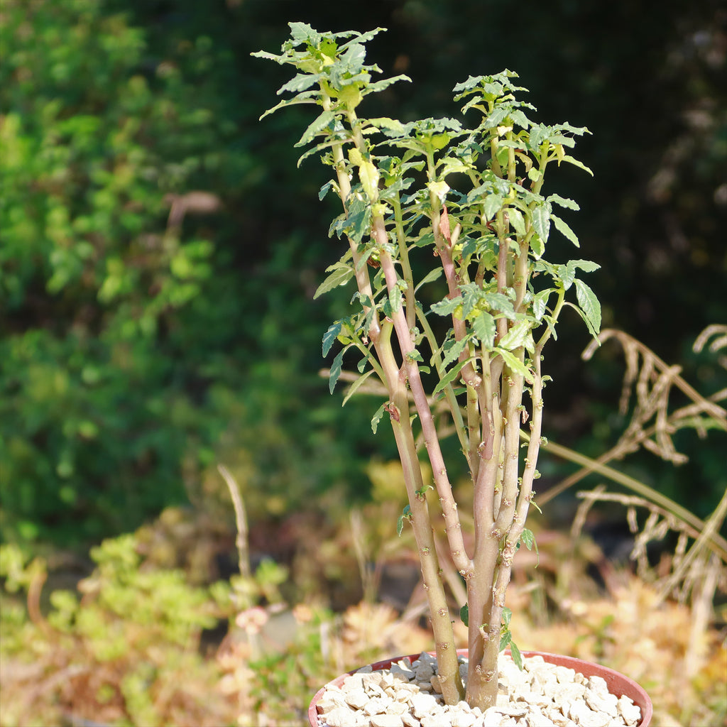 Dorstenia zanzibarica