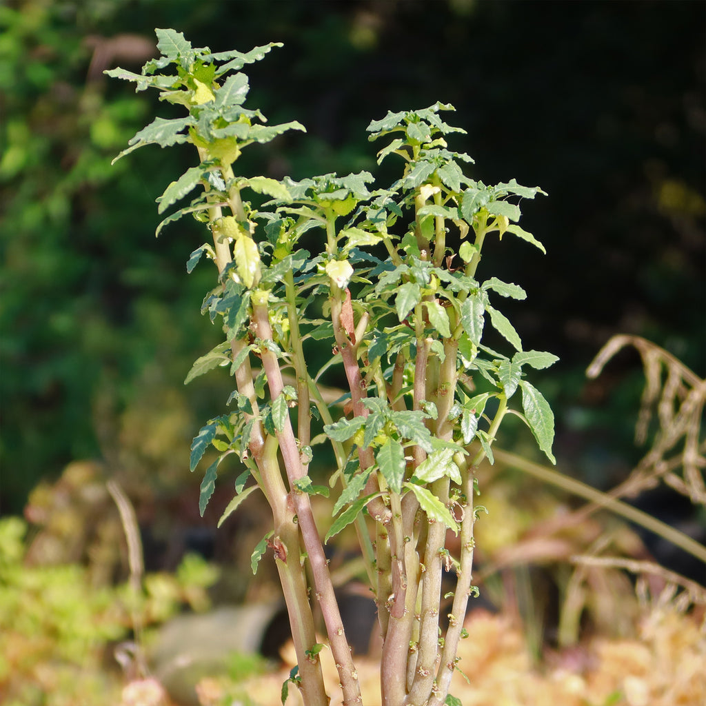 Dorstenia zanzibarica