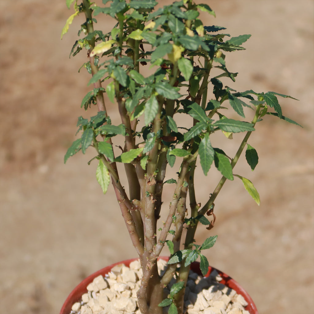 Dorstenia zanzibarica