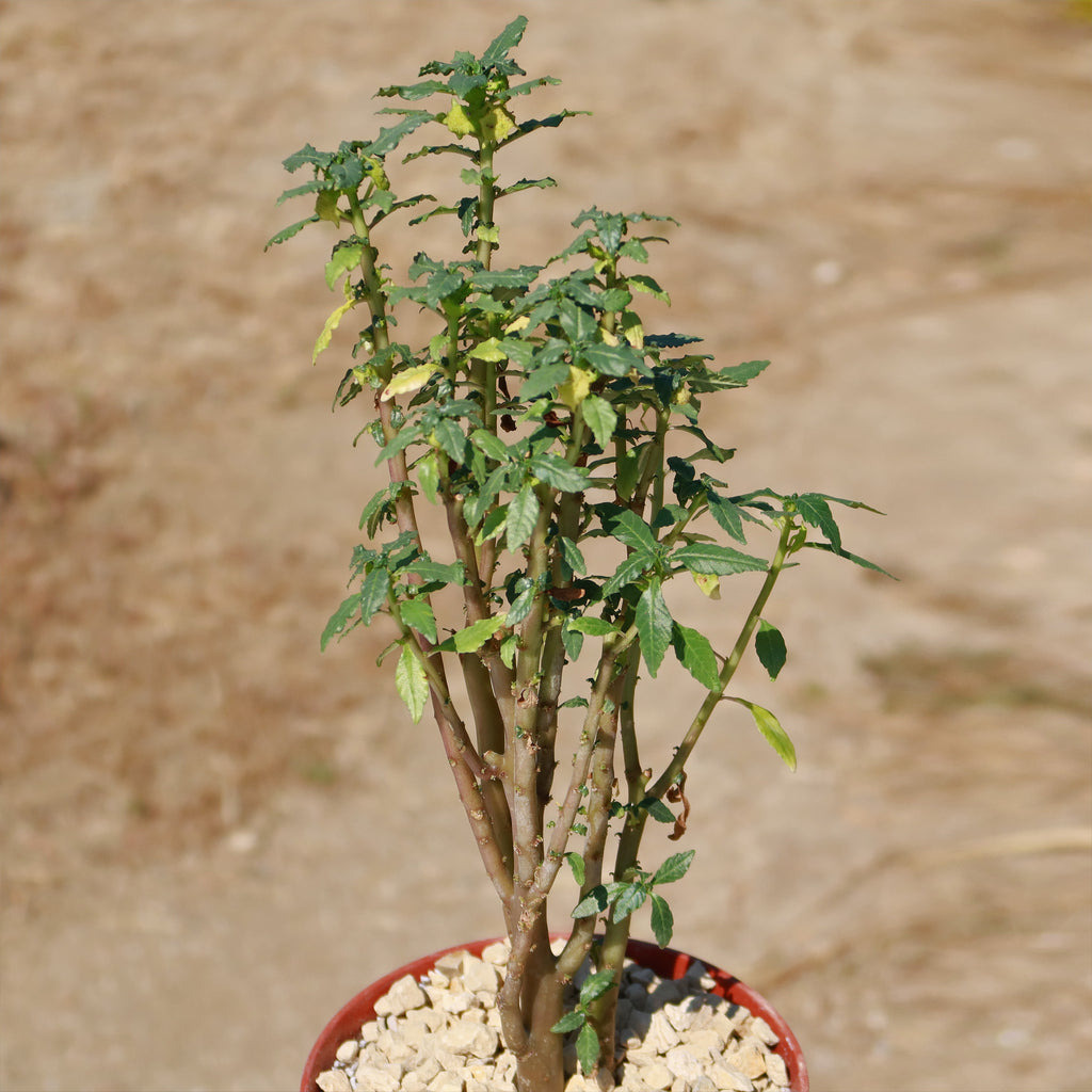 Dorstenia zanzibarica