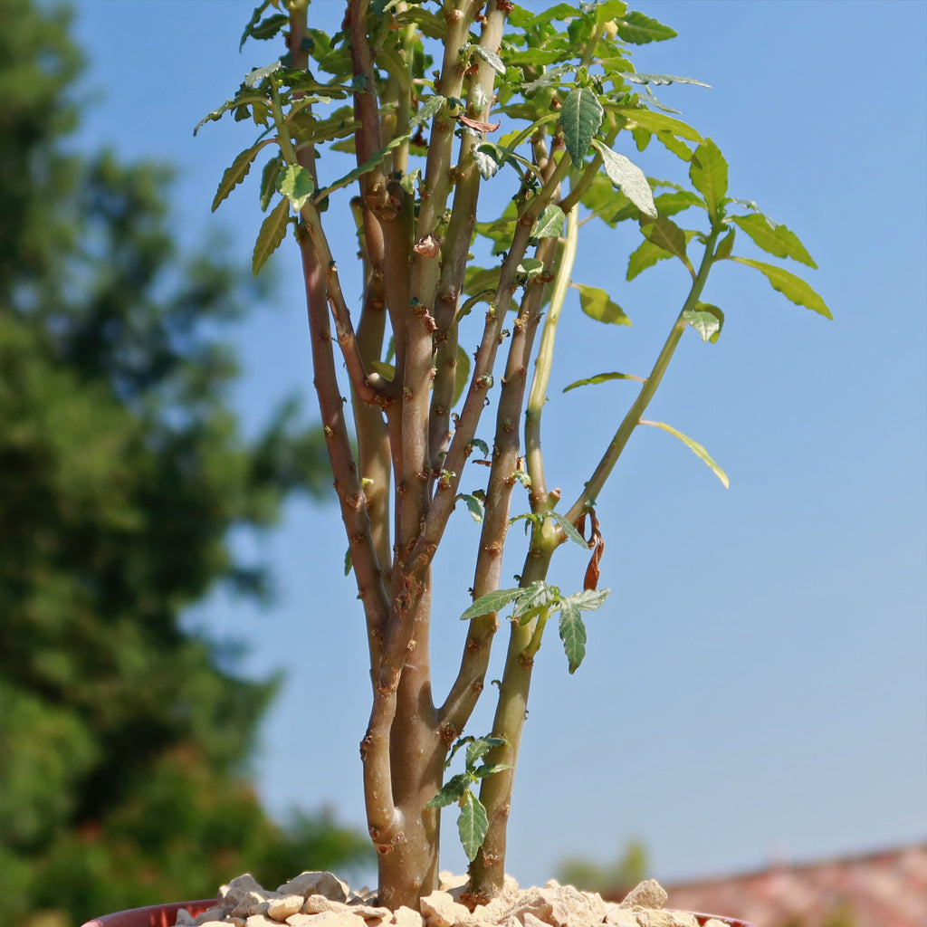 Dorstenia zanzibarica