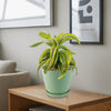 Lemon Surprise Plant - Dracaena ‘Lemon Surprise’
