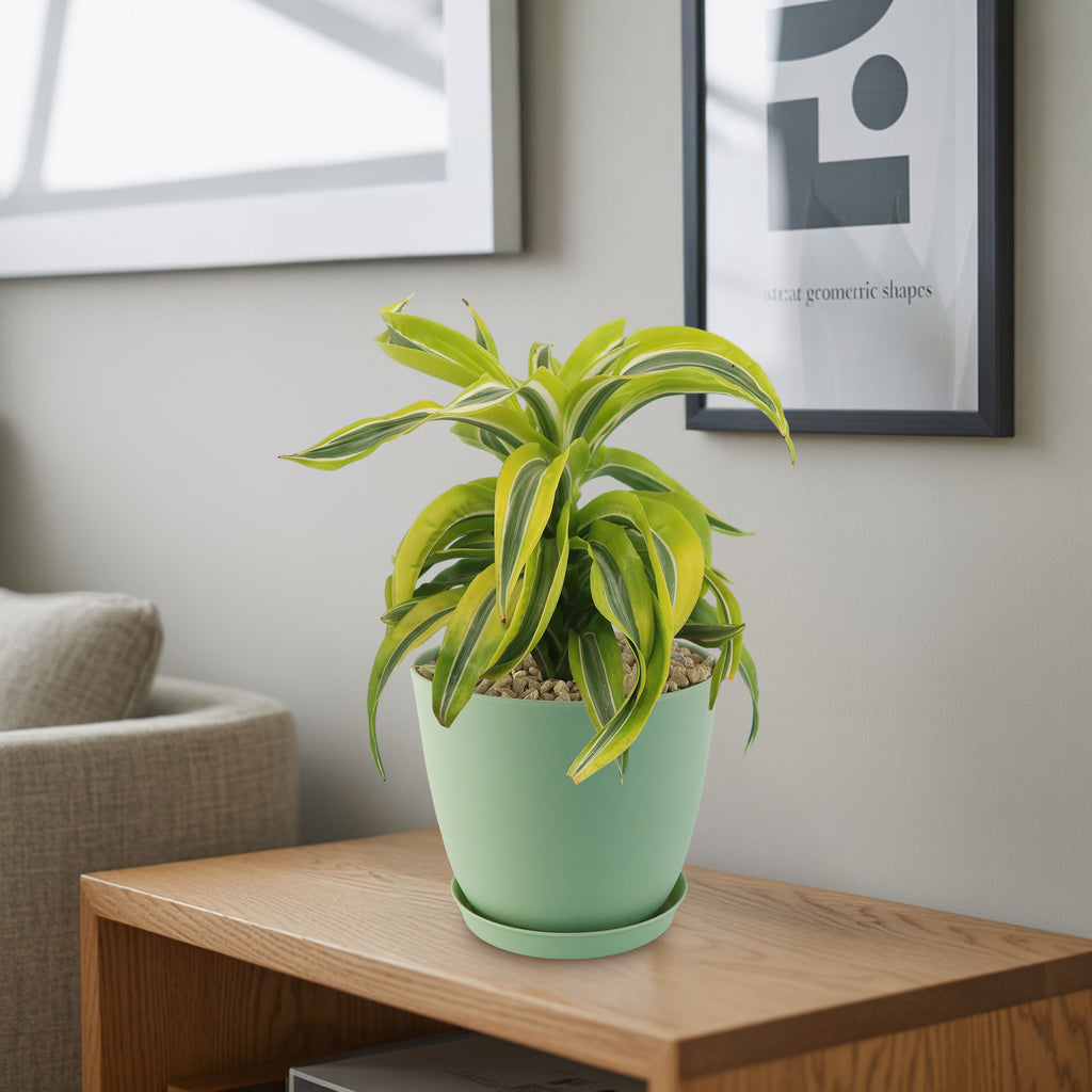 Potted indoor plant with glossy green leaves beside a small Buddha statue
