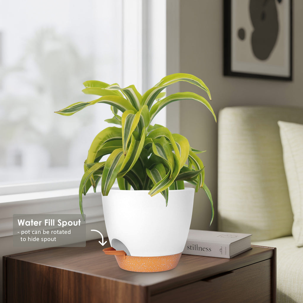 Potted indoor plant with glossy green leaves beside a small Buddha statue