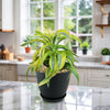 Lemon Surprise Plant - Dracaena ‘Lemon Surprise’
