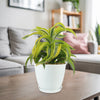 Lemon Surprise Plant - Dracaena ‘Lemon Surprise’