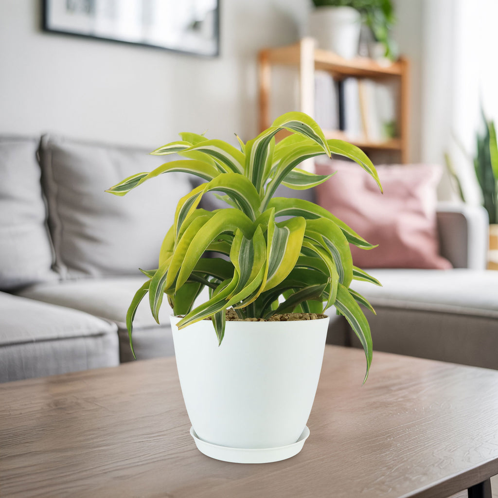 Potted indoor plant with glossy green leaves beside a small Buddha statue