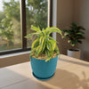 Lemon Surprise Plant - Dracaena ‘Lemon Surprise’