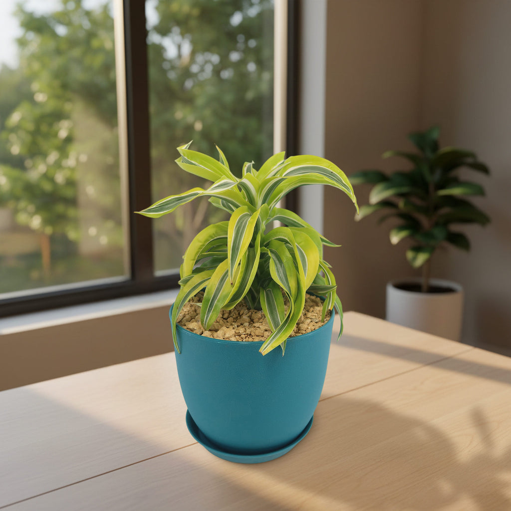 Potted indoor plant with glossy green leaves beside a small Buddha statue
