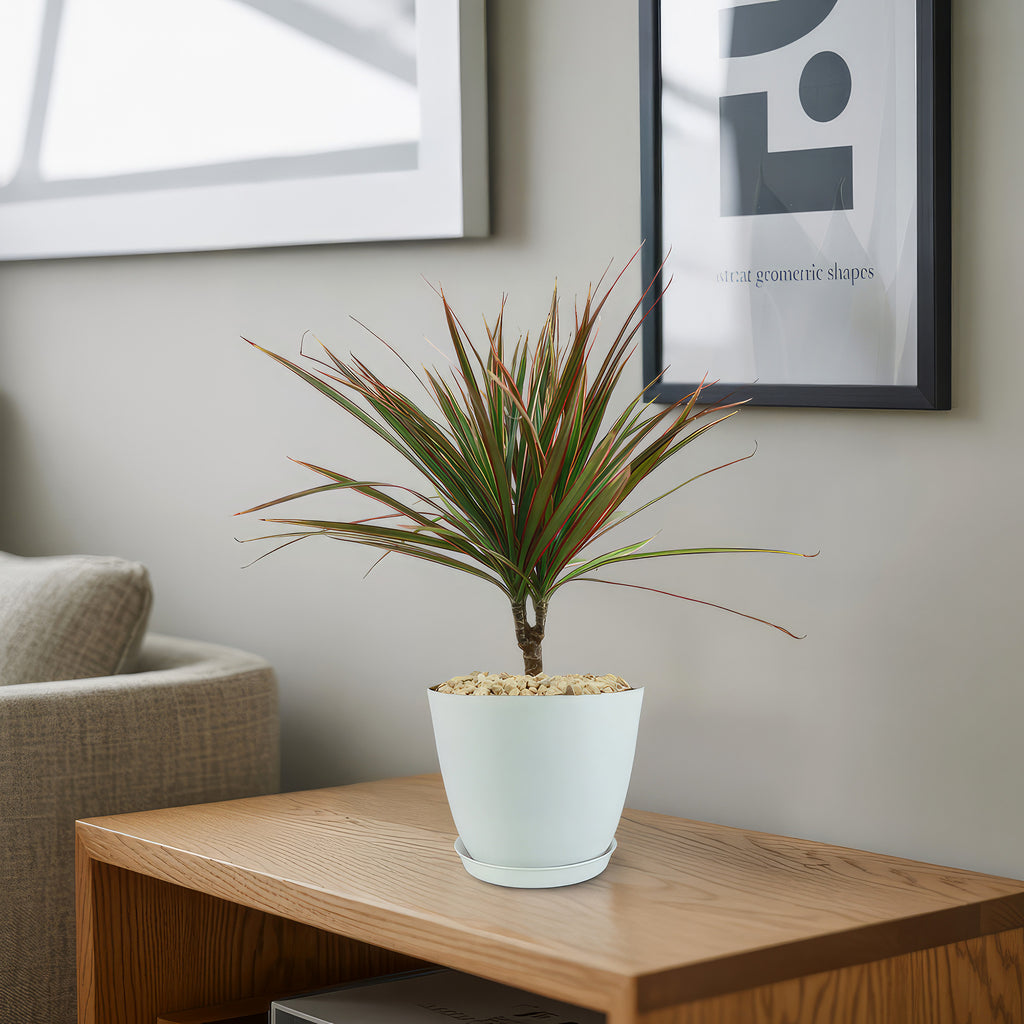Bicolor Dragon Tree - Dracaena marginata ‘Bicolor’