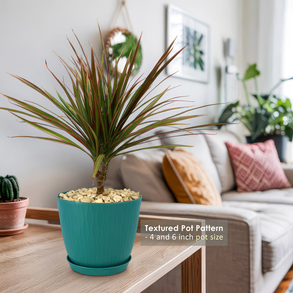 Bicolor Dragon Tree - Dracaena marginata ‘Bicolor’