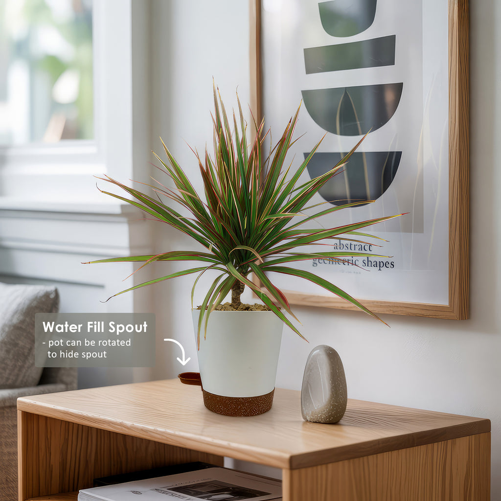 Bicolor Dragon Tree - Dracaena marginata ‘Bicolor’