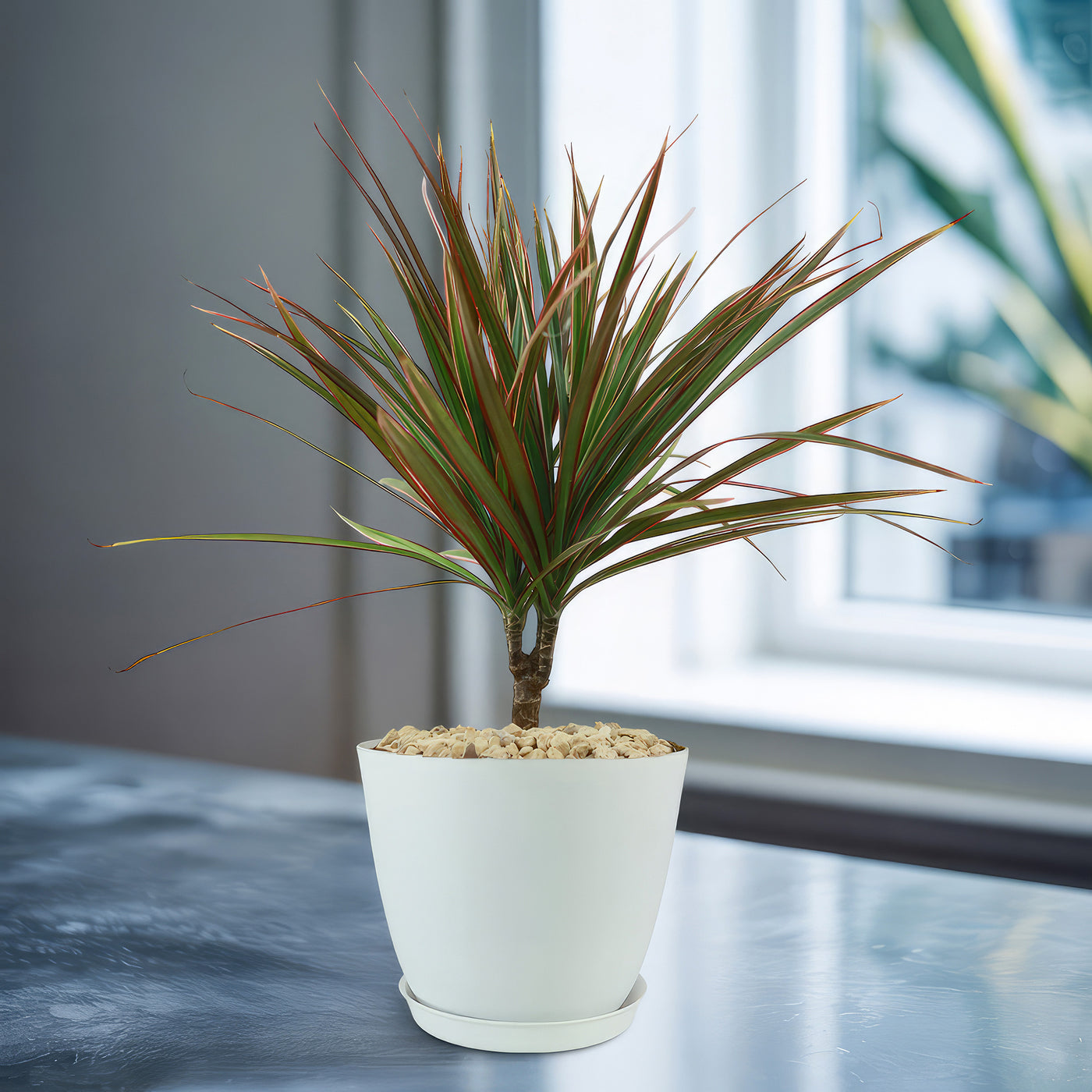 Bicolor Dragon Tree - Dracaena marginata Bicolor 6" Pot / White / Without Pot