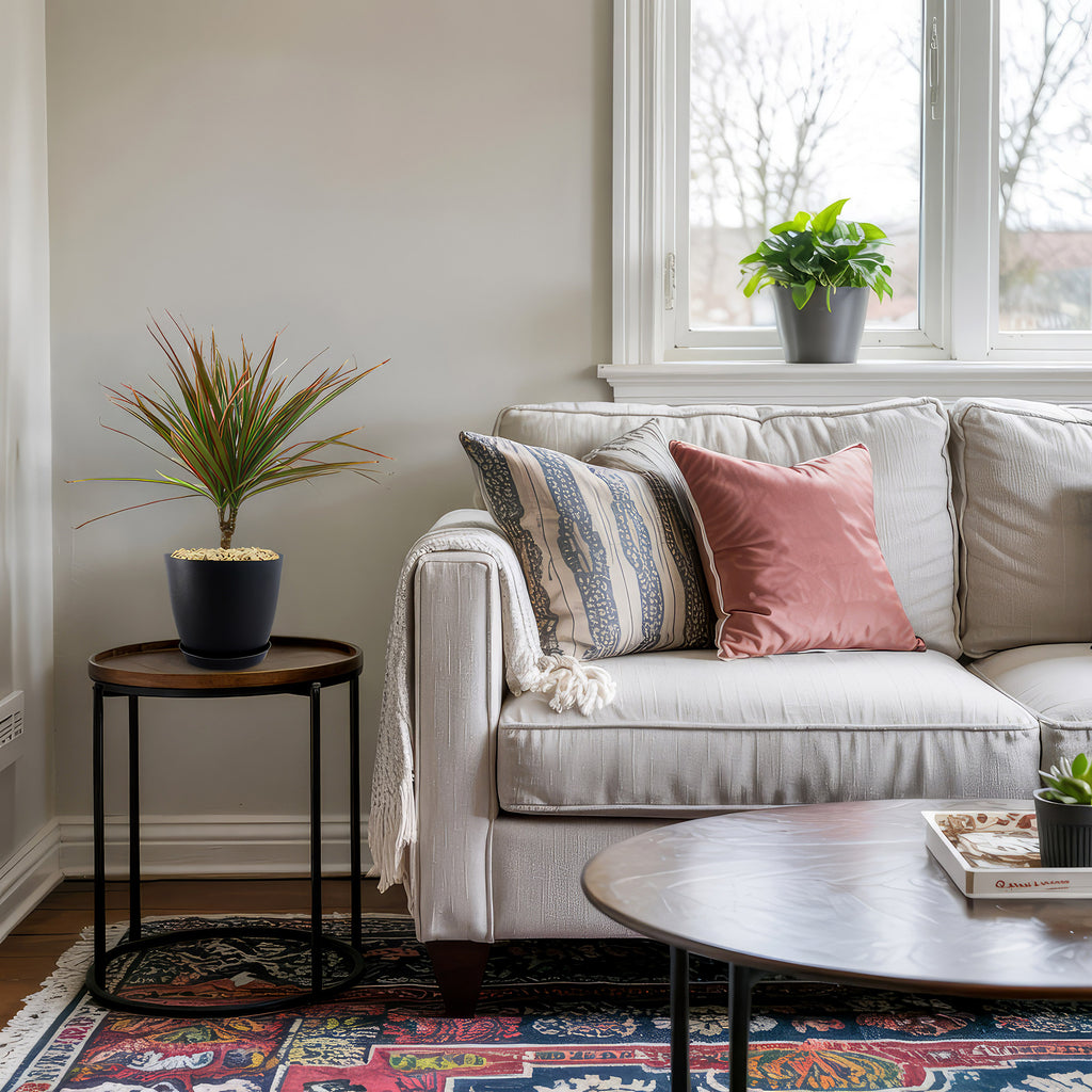 Bicolor Dragon Tree - Dracaena marginata ‘Bicolor’