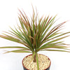 Bicolor Dragon Tree - Dracaena marginata ‘Bicolor’