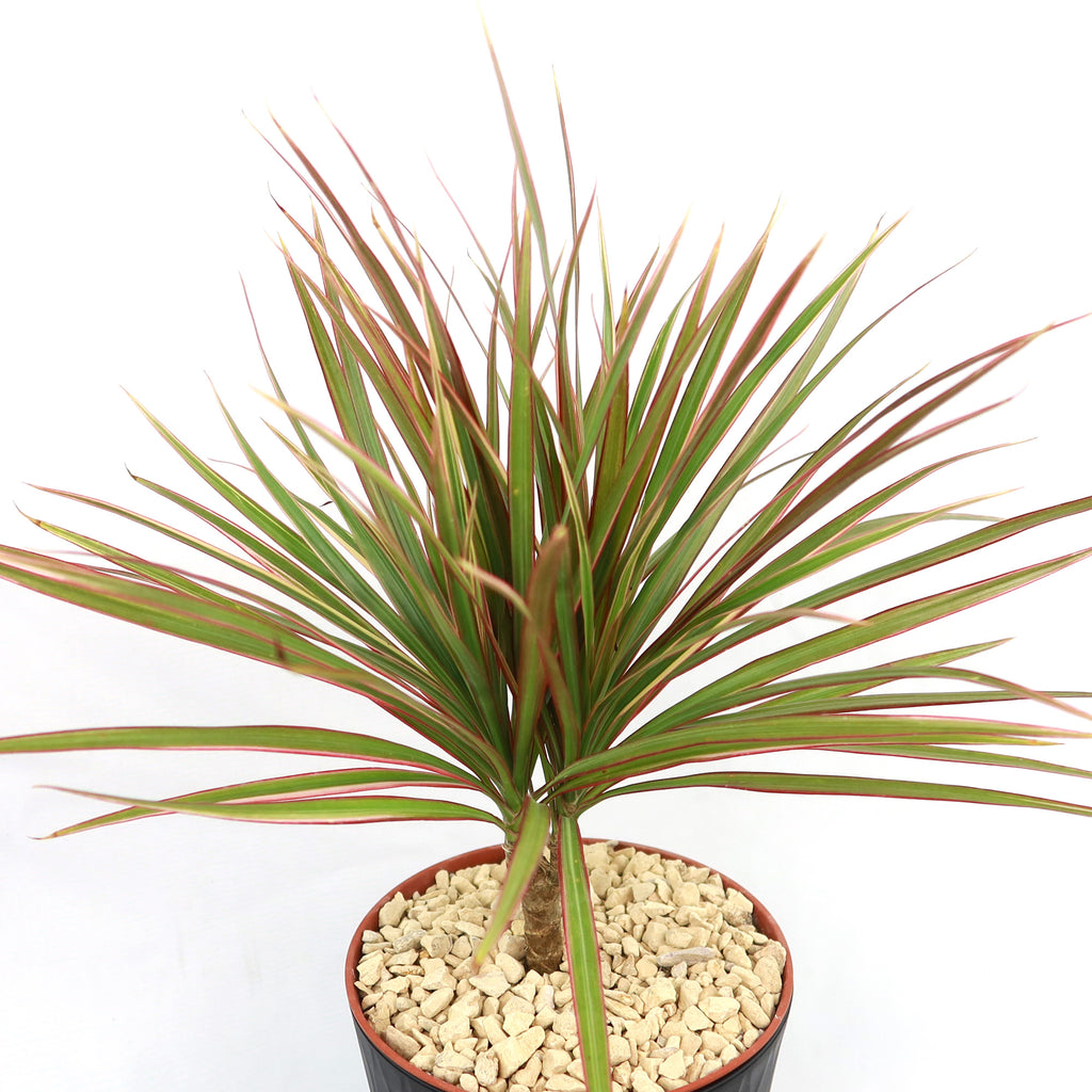Bicolor Dragon Tree - Dracaena marginata ‘Bicolor’