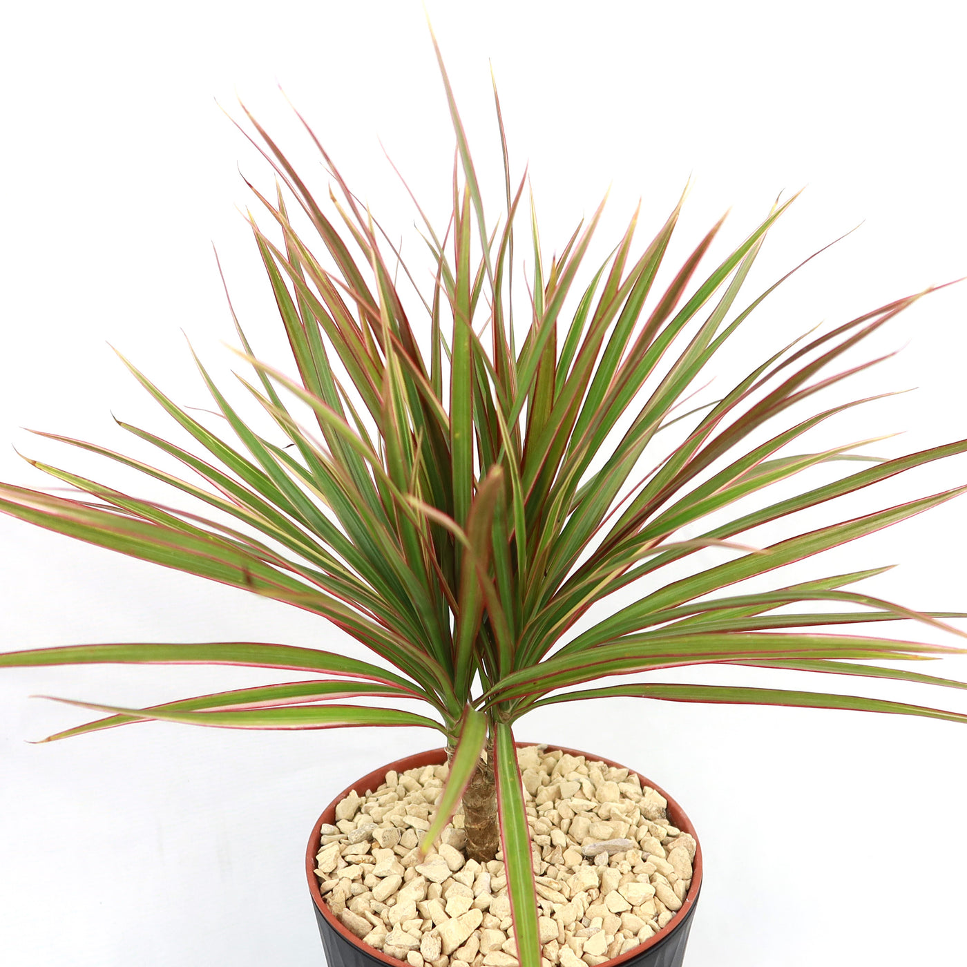 Bicolor Dragon Tree