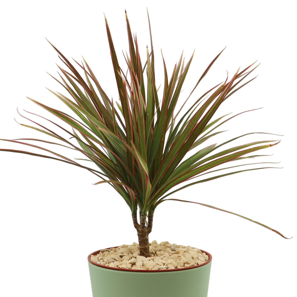 Bicolor Dragon Tree - Dracaena marginata ‘Bicolor’