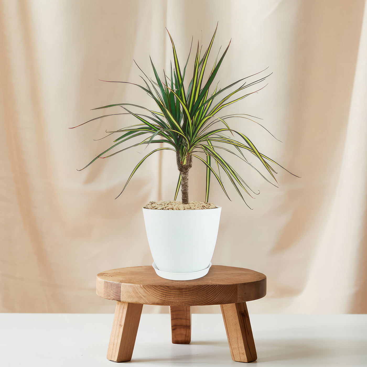 dracaena marginata kiwi care Kiwi Dragon Tree – Dracaena ‘kiwi Cane’ 10" Pot / Self Watering / With Pot