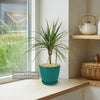 Kiwi Dragon Tree, Dracaena &