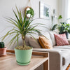 A vibrant Kiwi Dragon Tree (Dracaena ‘kiwi Cane’) on a wooden table adds greenery to a bright living room with modern decor.