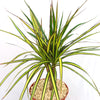 Kiwi Dragon Tree with slender green leaves and yellow-red edges, single trunk in pebbles, displayed against a white background.