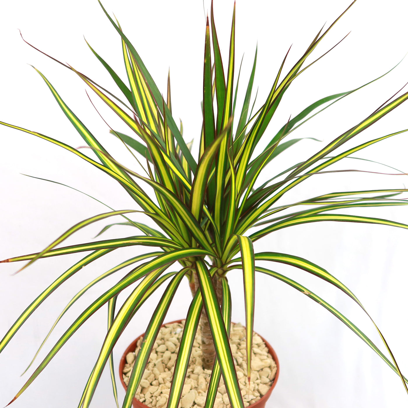 dracaena without trunk Kiwi Dragon Tree – Dracaena ‘kiwi Cane’