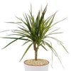 The Kiwi Dragon Tree has narrow green leaves with yellow edges, in a white pot with light pebbles, ideal for indoor plant decor.