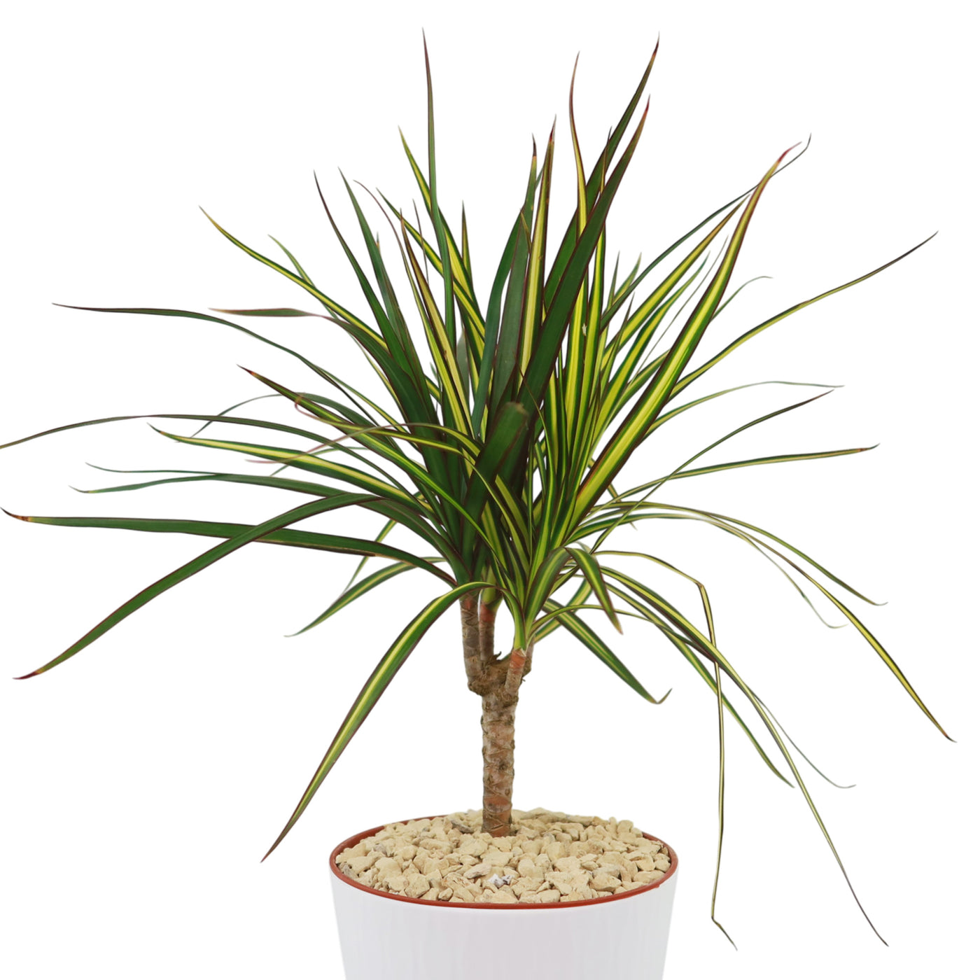 Kiwi Dragon Tree – Dracaena ‘kiwi Cane’ 10