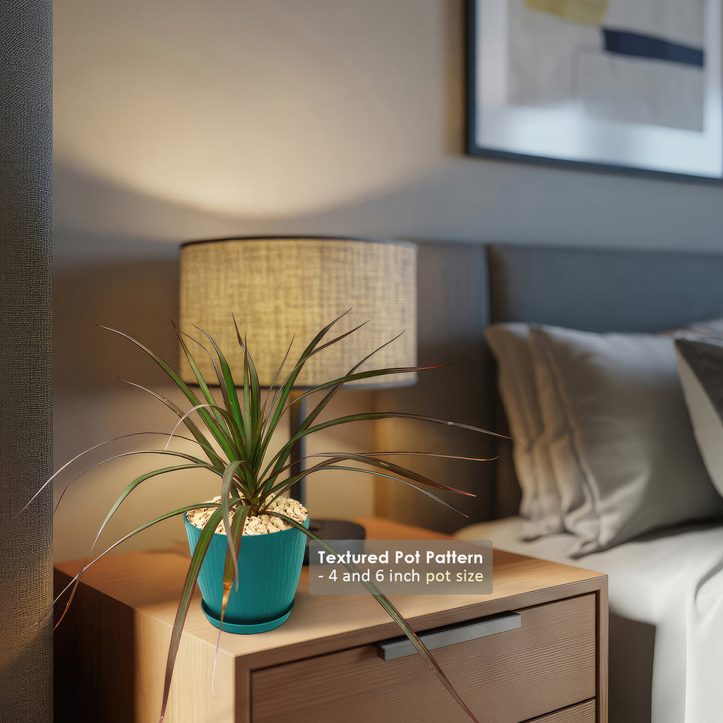 Madagascar Dragon Tree - Dracaena marginata ‘Magenta’