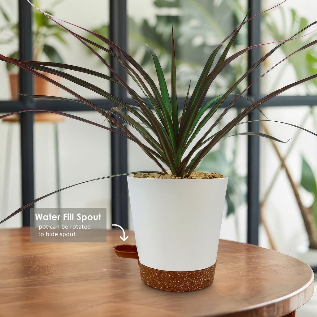 Madagascar Dragon Tree - Dracaena marginata ‘Magenta’