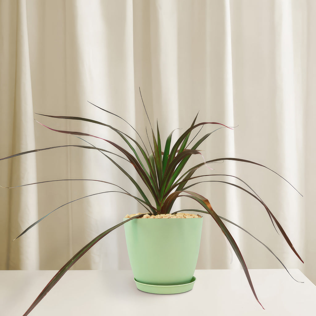 Madagascar Dragon Tree - Dracaena marginata ‘Magenta’