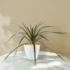 Madagascar Dragon Tree - Dracaena marginata ‘Magenta’