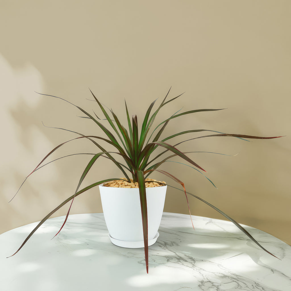 Madagascar Dragon Tree - Dracaena marginata ‘Magenta’