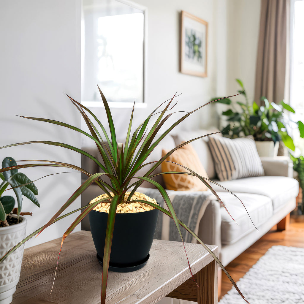 Madagascar Dragon Tree - Dracaena marginata ‘Magenta’