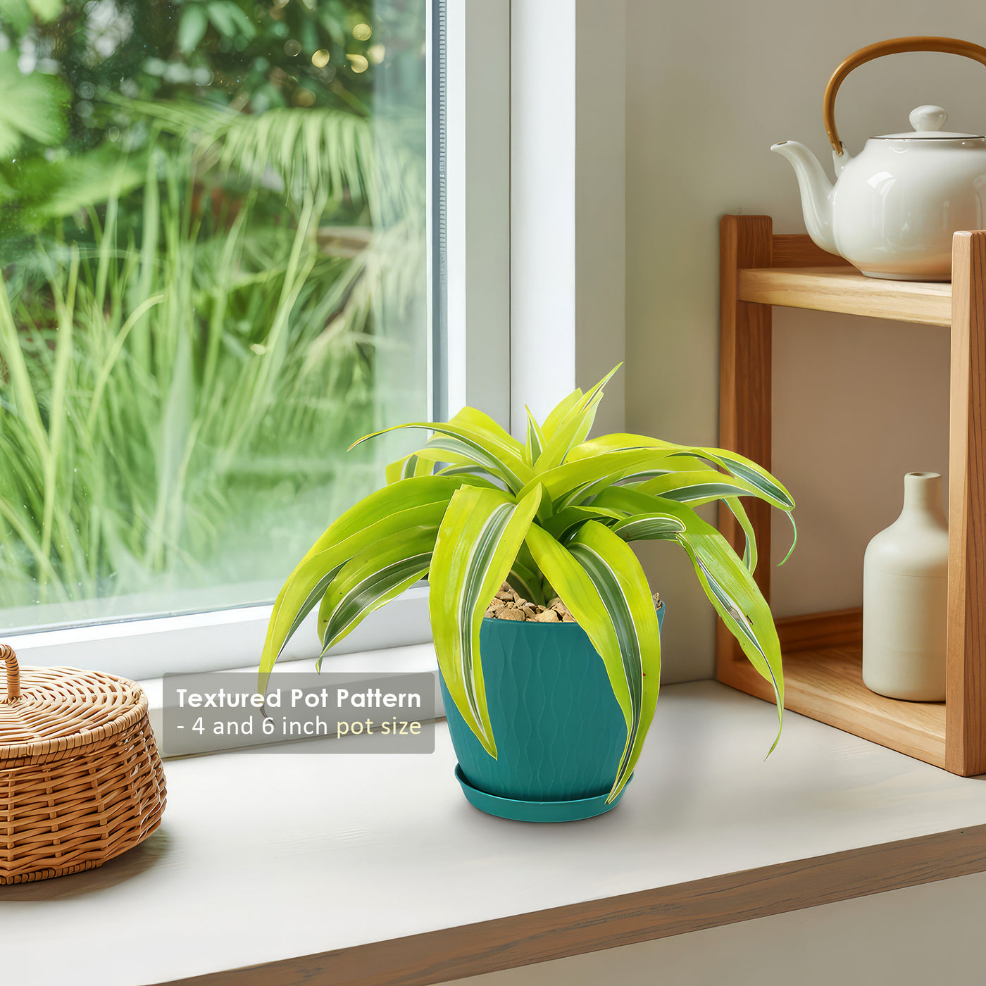 dracaena lemon surprise plant Lemon Surprise Plant
