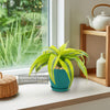 Dracaena &