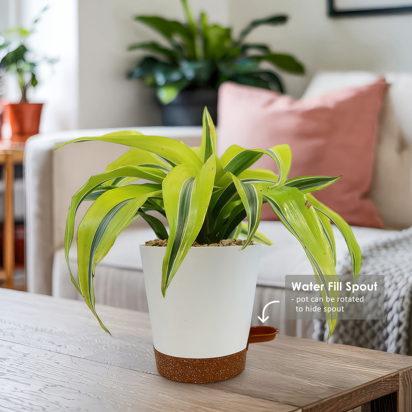 Lemon Surprise Plant