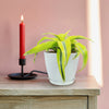 Dracaena ‘Lemon Surprise’ houseplant on a wooden table next to a lit red candle in a black holder, with a pink wall behind.